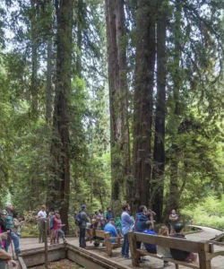 Muir Woods and Sausalito Half Day Tour