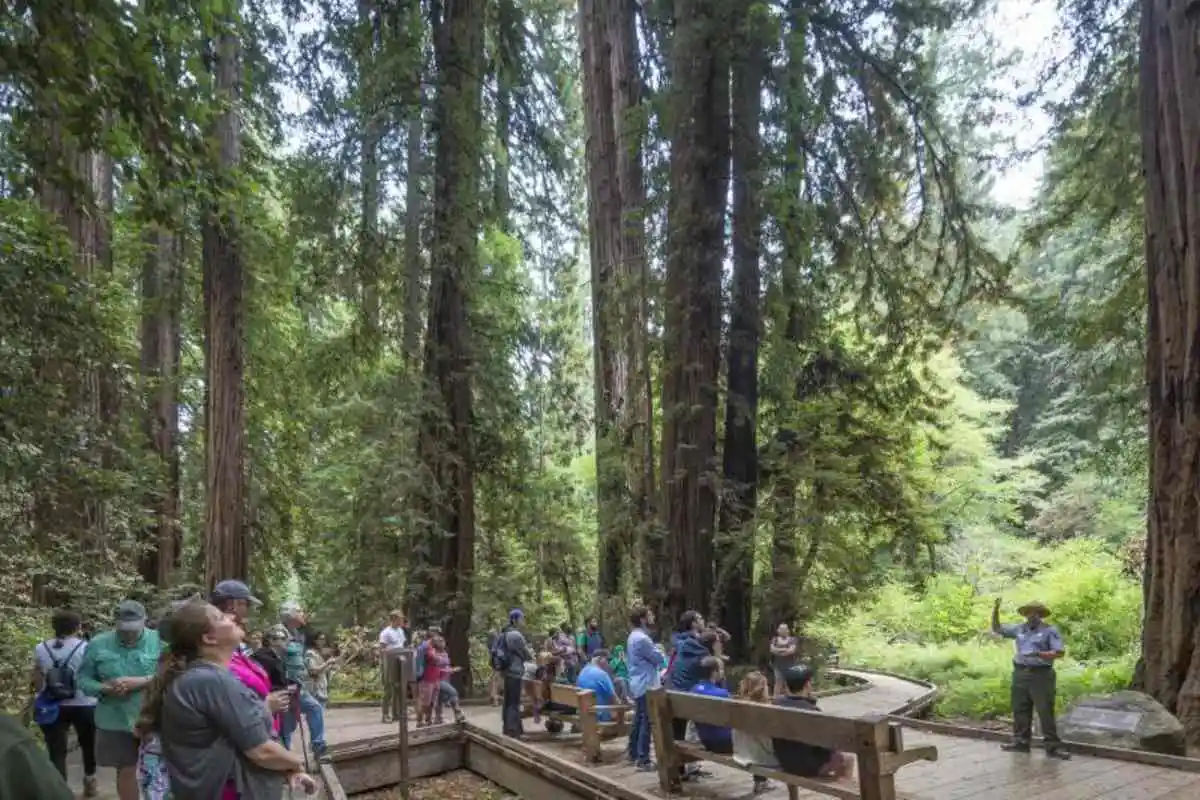 Muir Woods and Sausalito Half Day Tour