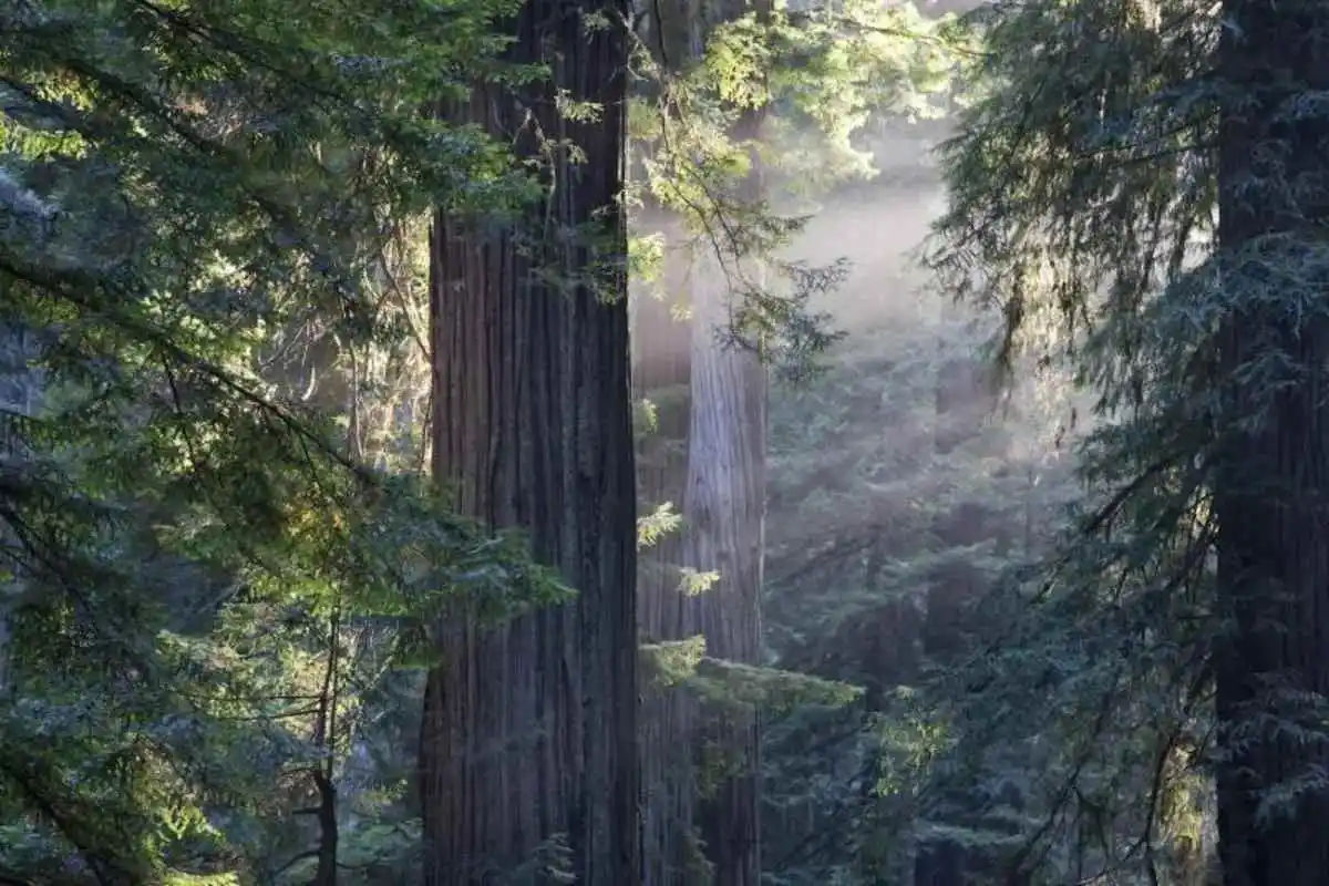 Muir Woods & Sausalito Tour