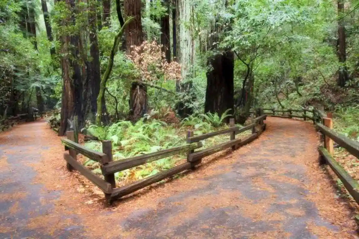 Muir Woods & Sausalito Tour