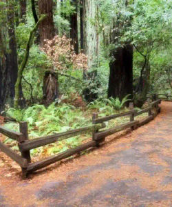 Muir Woods and Sausalito Half Day Tour