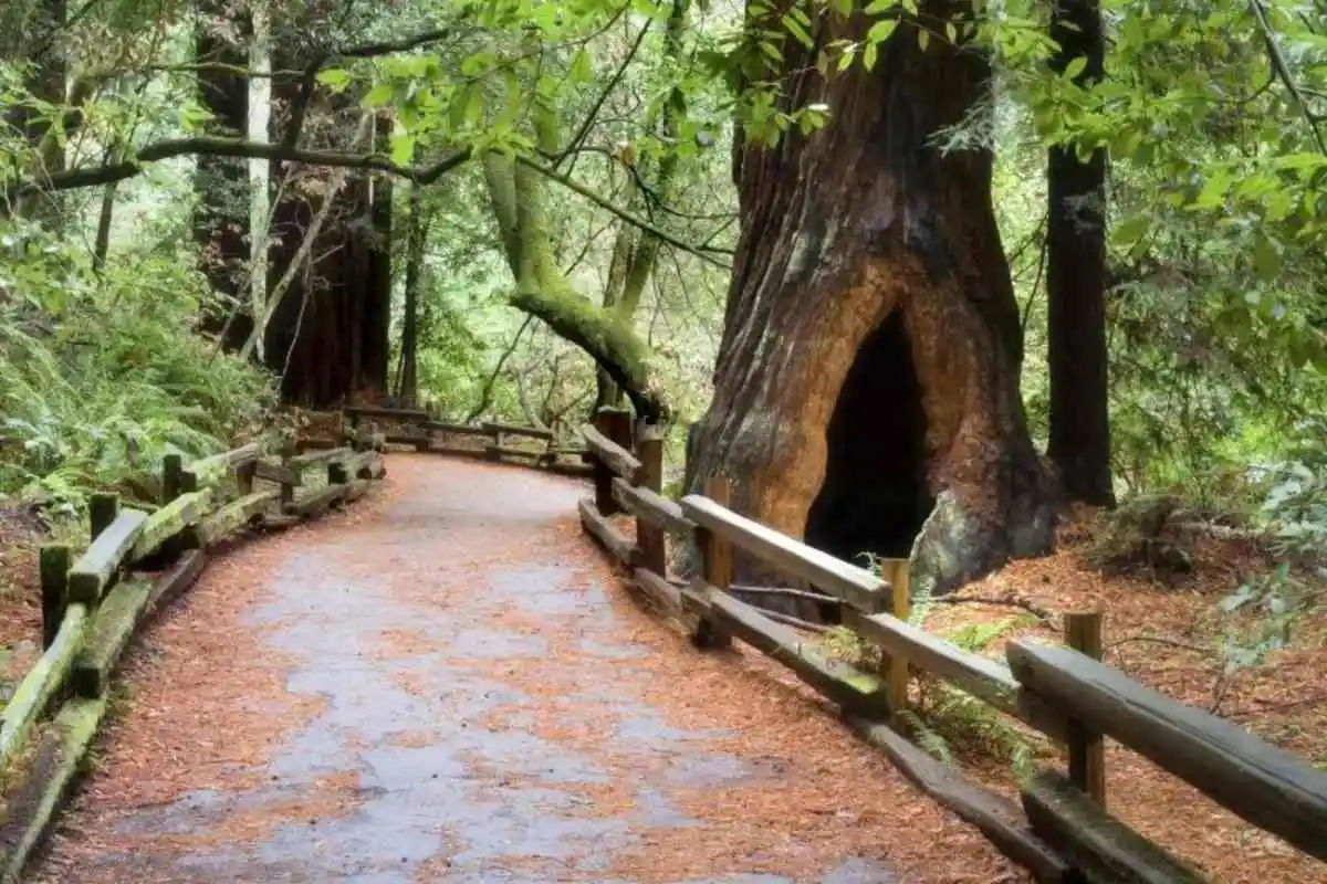 Muir Woods & Sausalito Tour