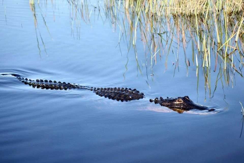 Miami: Everglades Experience