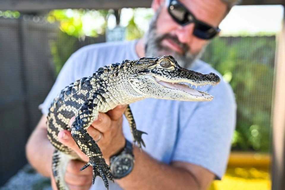Miami: Everglades Experience