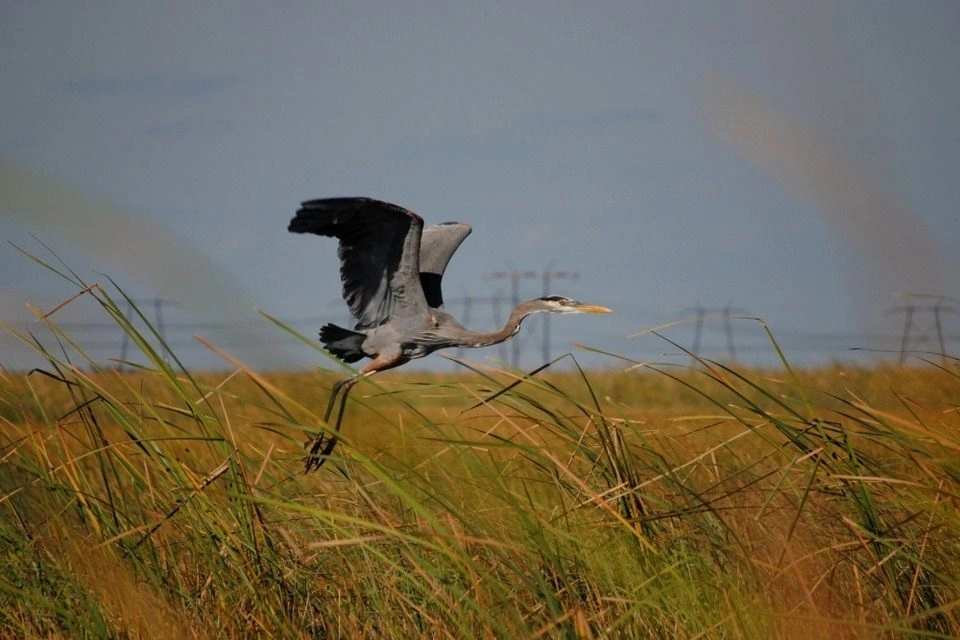 Miami: Everglades Experience