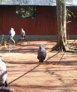 Puerto Iguazu Half Day City Tour