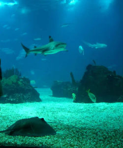 Temaiken Biopark Entrance with Transfers from Buenos Aires