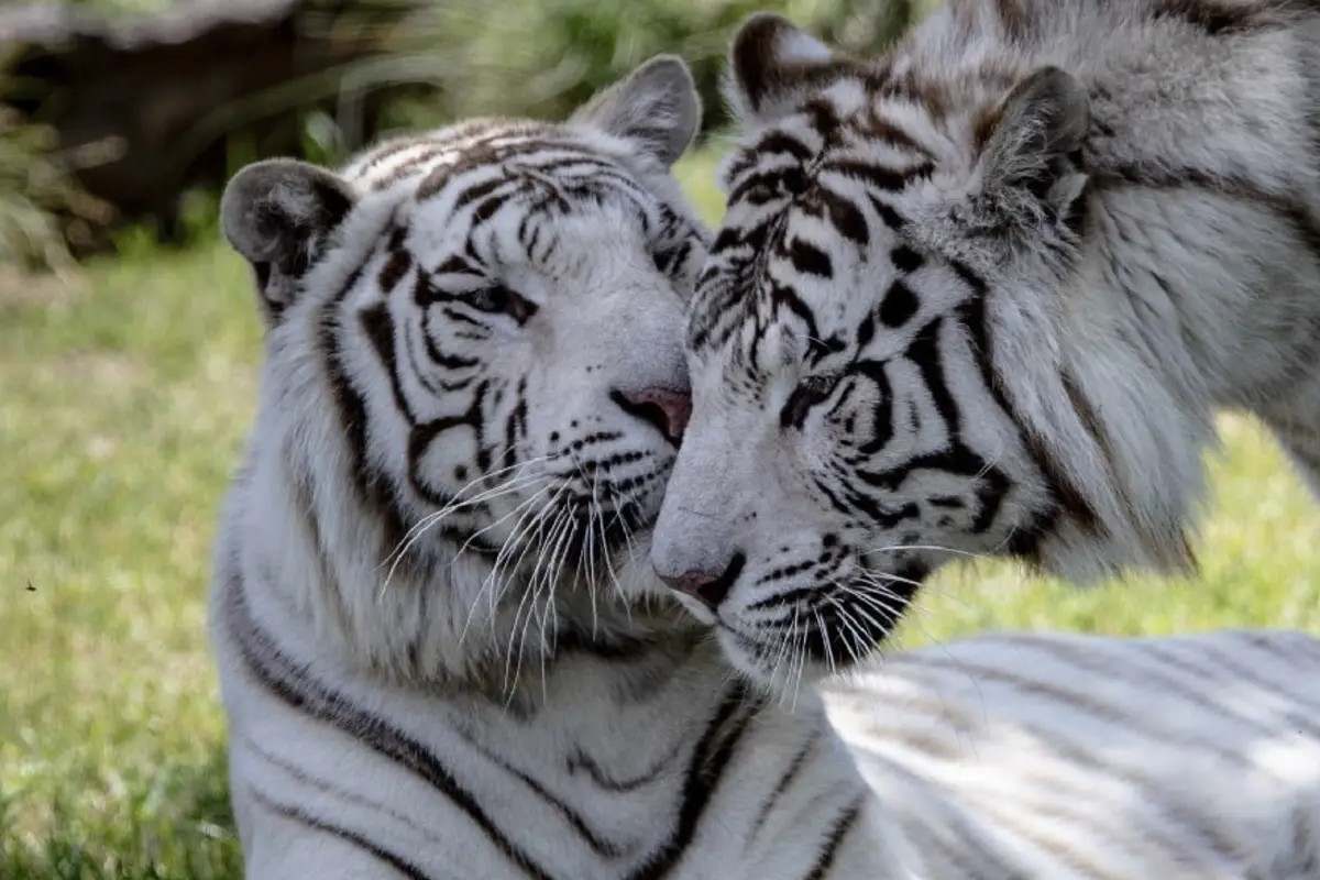 Temaiken Biopark