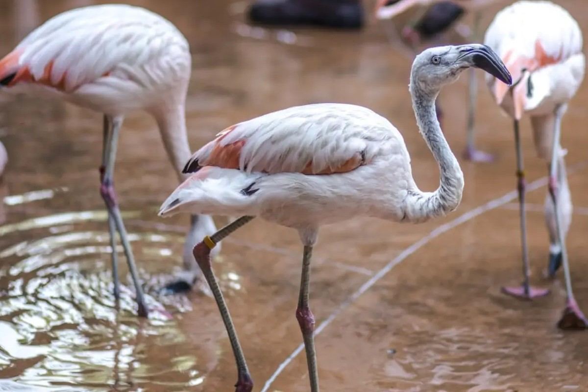 Temaiken Biopark