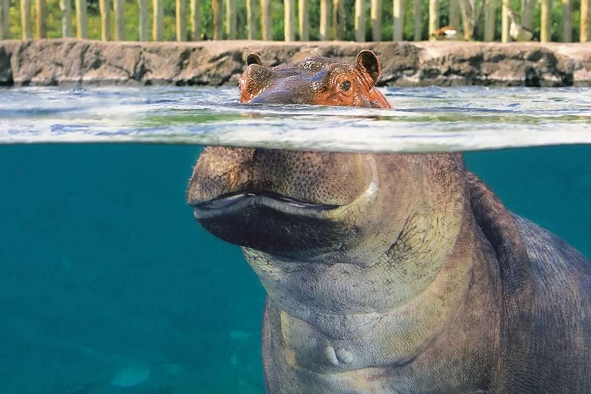 Temaiken Biopark