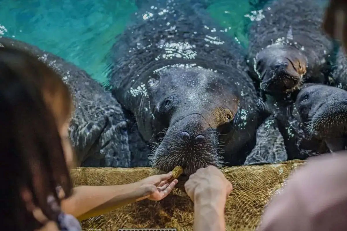 River Wonders – Ticket Only