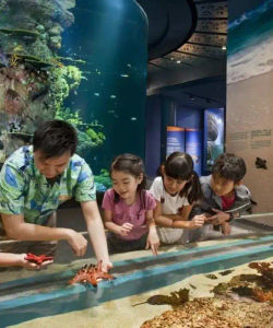 Singapore S.E.A. Aquarium – Ticket Only