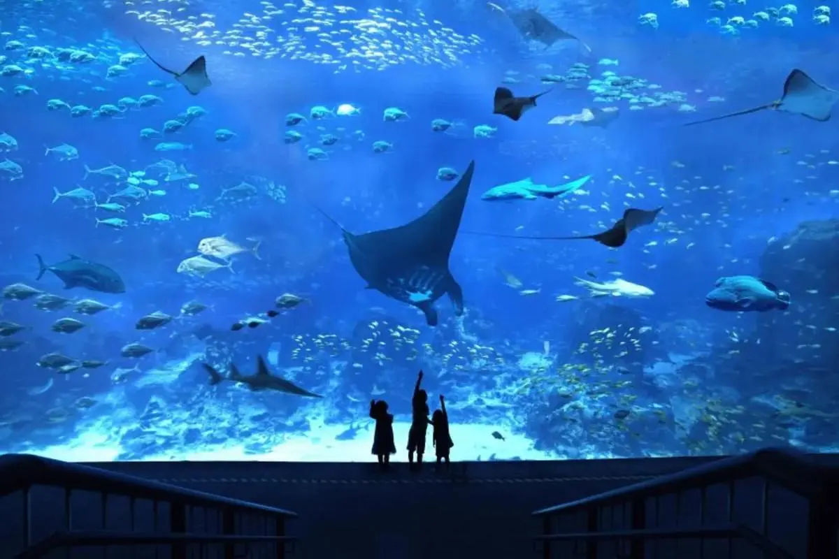 S.E.A. Aquarium – Ticket Only 