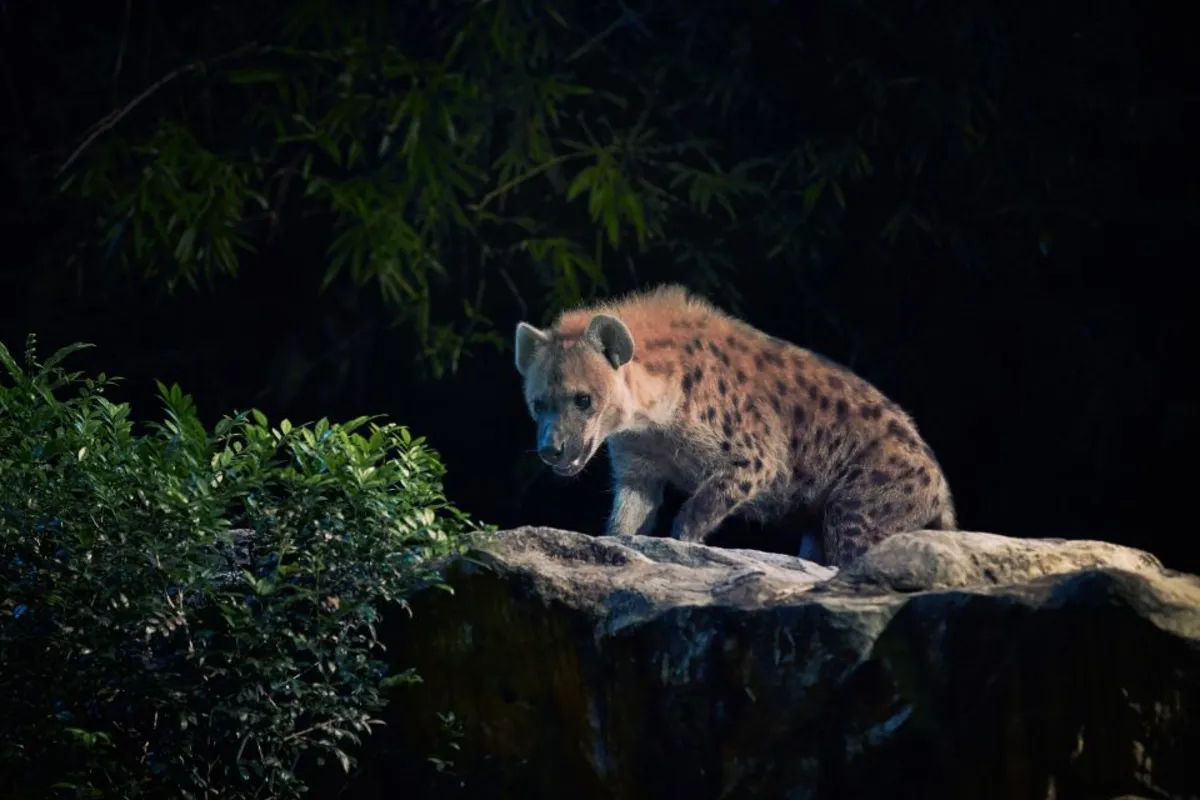 Night Safari with Tram Ride – Ticket only