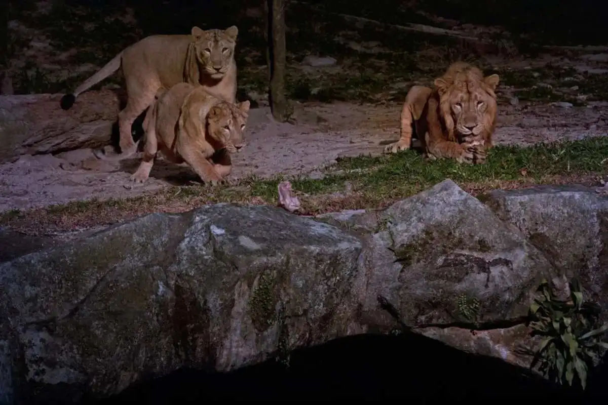 Night Safari with Tram Ride