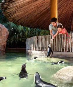 Singapore Zoo with Tram Ride – Ticket Only 