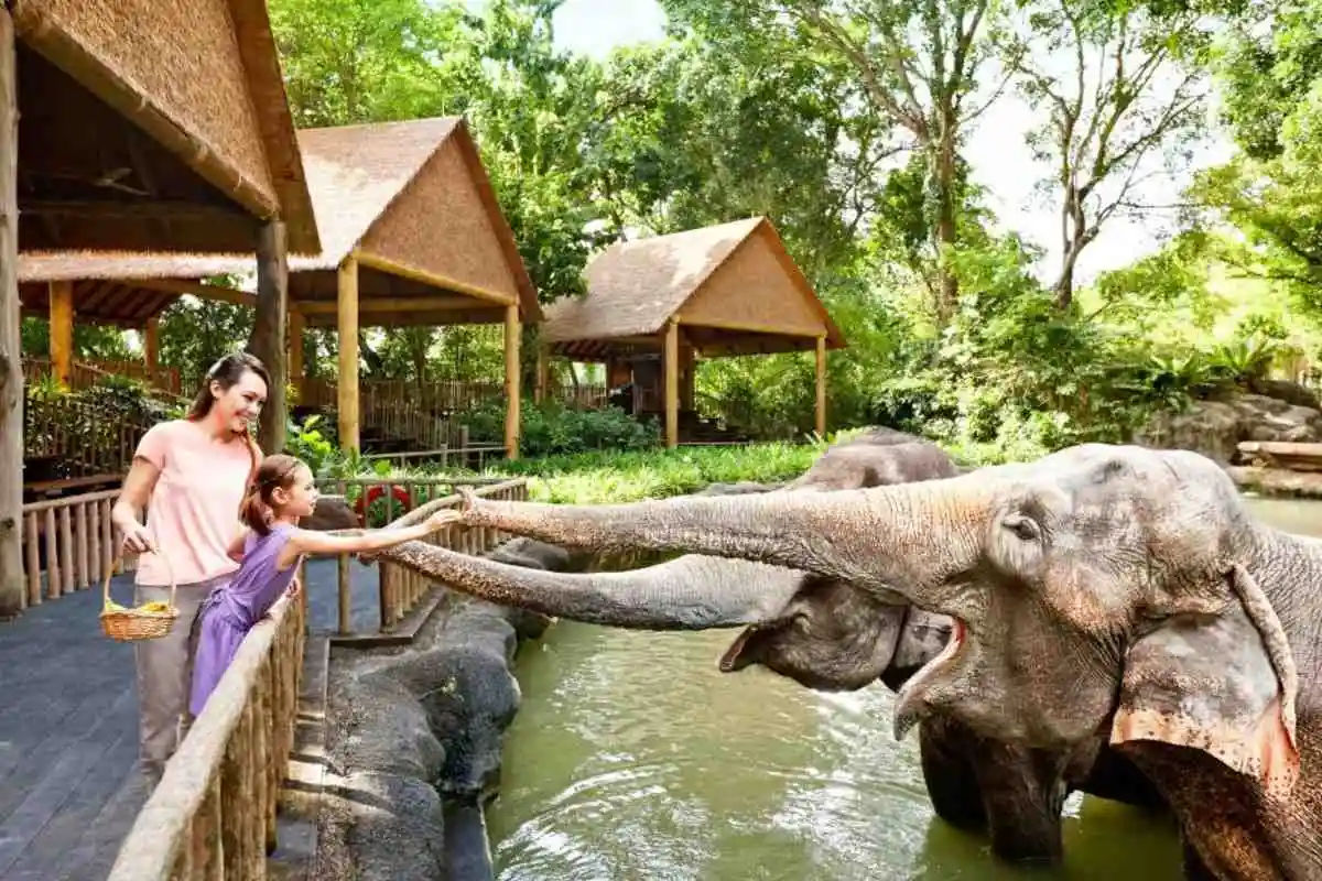 Singapore Zoo with Tram Ride