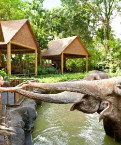 Singapore Zoo with Tram Ride – Ticket Only 