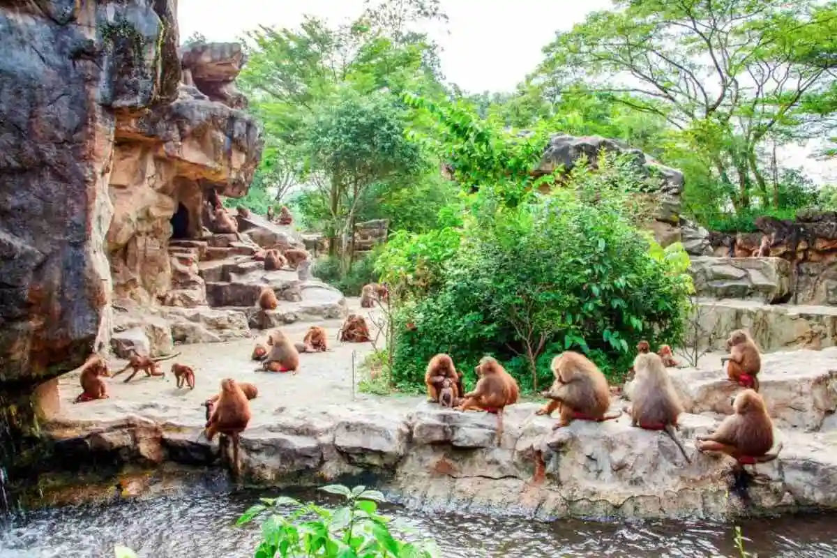 Singapore Zoo with Tram Ride