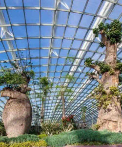 Gardens by the Bay: Entry to Flower Dome and Supertree Observatory