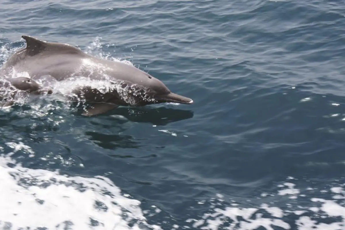 Dolphin Watching Cruise - Muscat