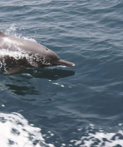 Dolphin Cruise - Muscat