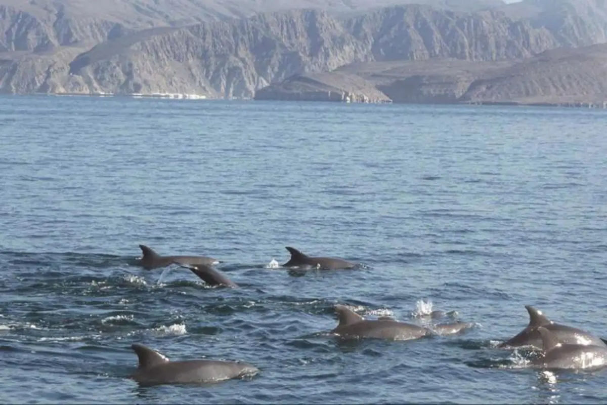 Dolphin Cruise - Muscat