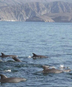 Dolphin Cruise - Muscat