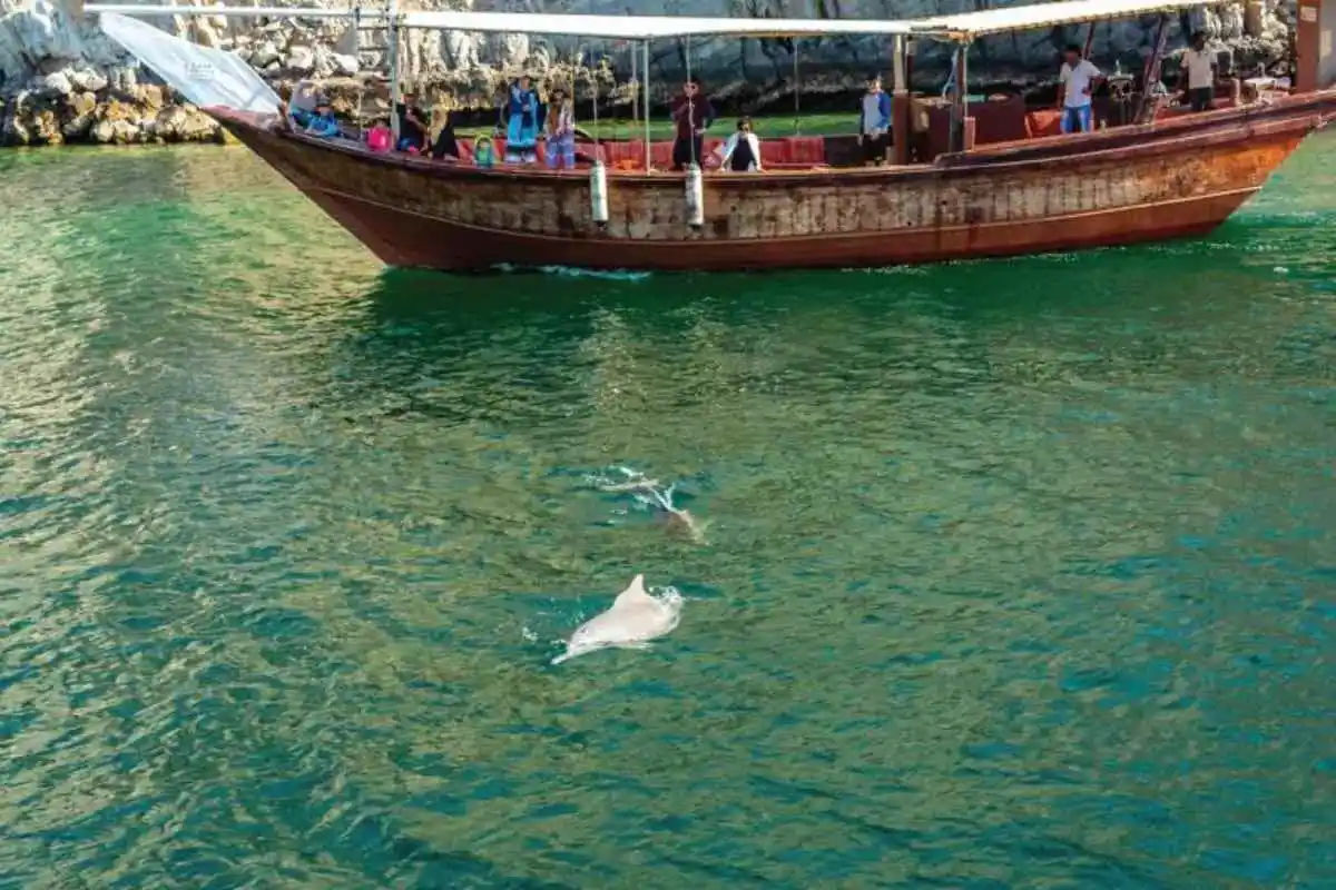 Dolphin Cruise - Muscat