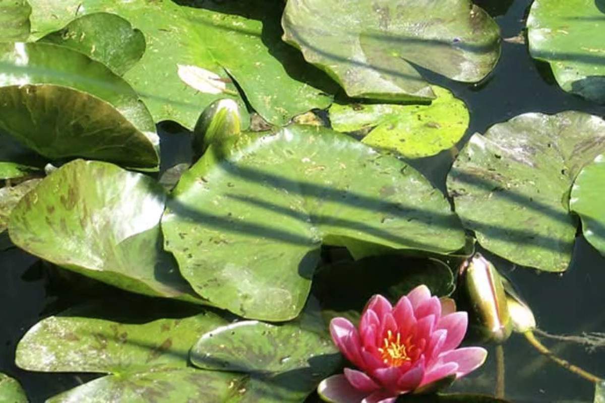 Full Day Tour to Giverny and Versailles with Lunch and Transfers