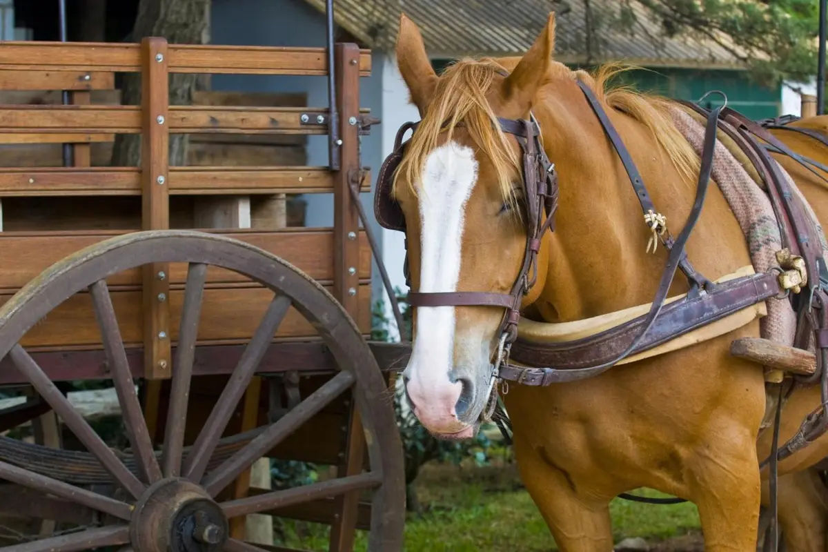 Gaucho Party from Buenos Aires – Santa Susana Ranch