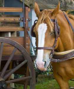 Gaucho Party from Buenos Aires – Santa Susana Ranch