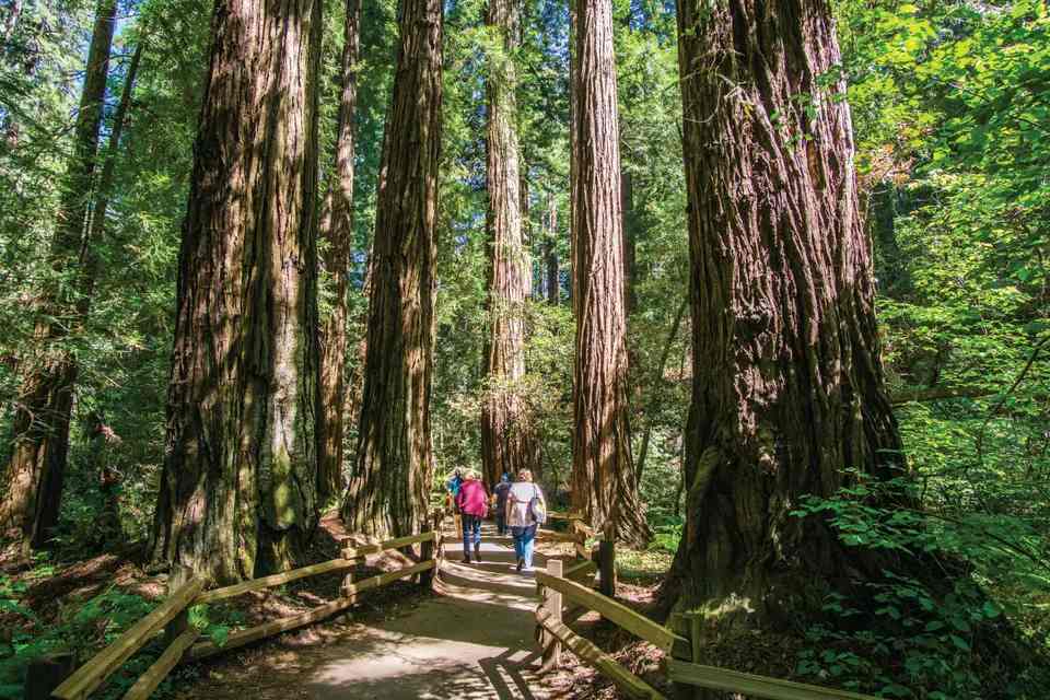 San Francisco Woods and Wine Country Tour