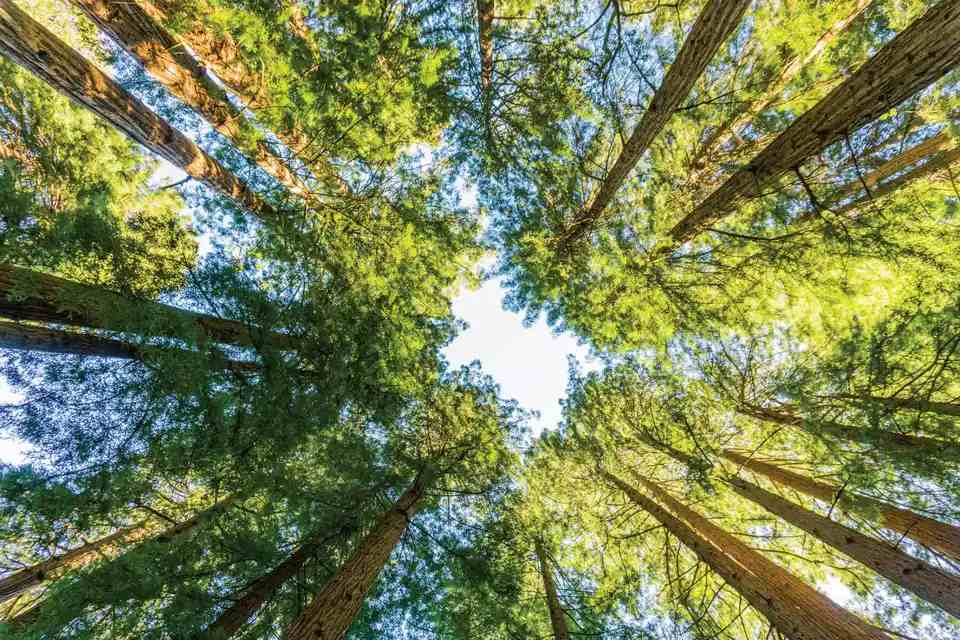 San Francisco Woods and Wine Country Tour