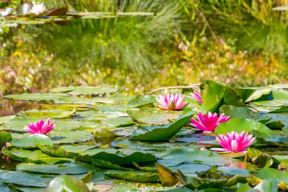 Half Day Trip to Giverny Monet's Gardens with Transfers