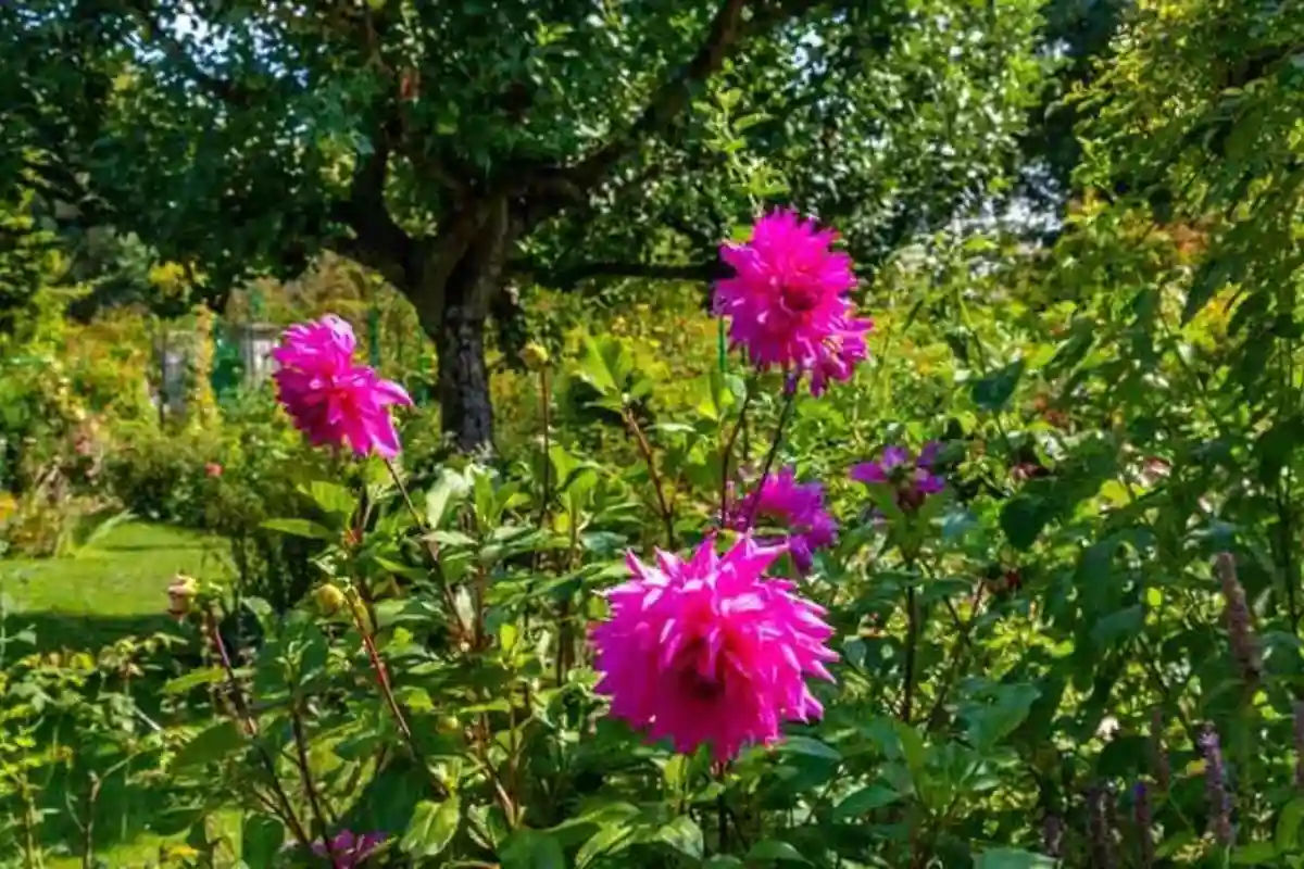 Self Guided Half day Tour to Giverny Monet's Garden