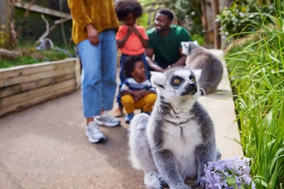 London Zoo Entrance Ticket