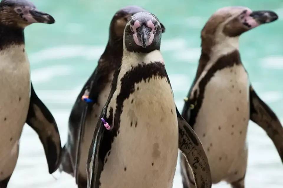 London Zoo