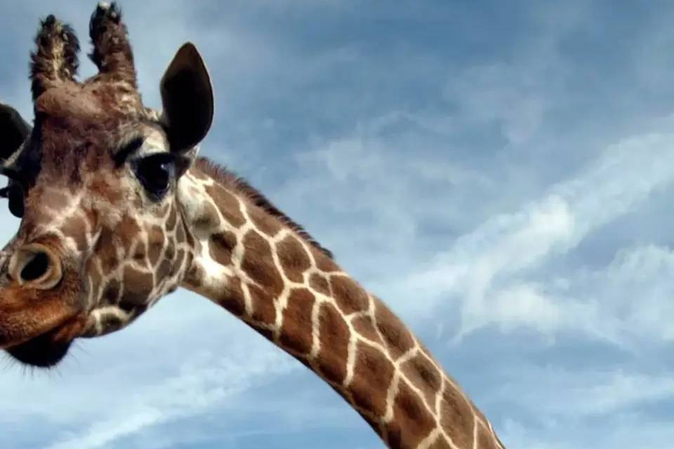 London Zoo