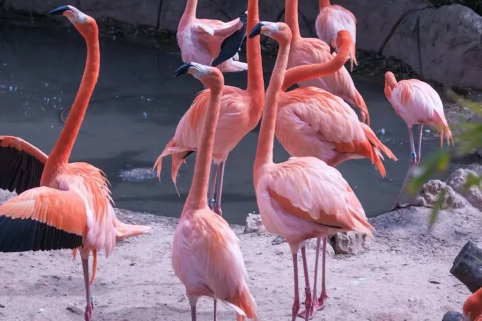 Zoo Aquarium Madrid