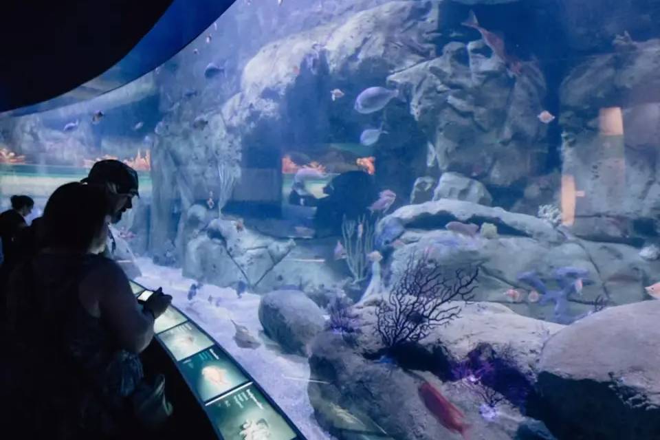 Valencia Oceanografic: Entry Ticket