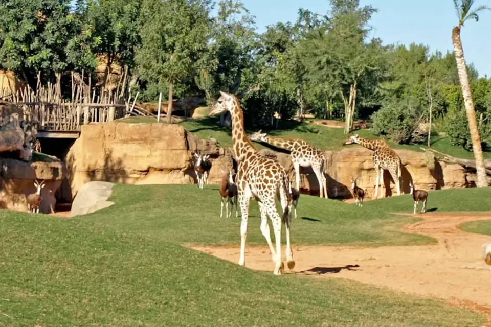 Valencia Bioparc: Fast Track Ticket