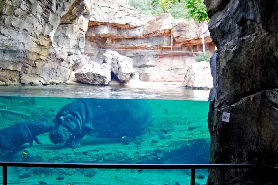 Bioparc Valencia Fast Track Ticket
