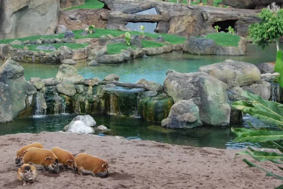 Bioparc Valencia Fast Track Ticket
