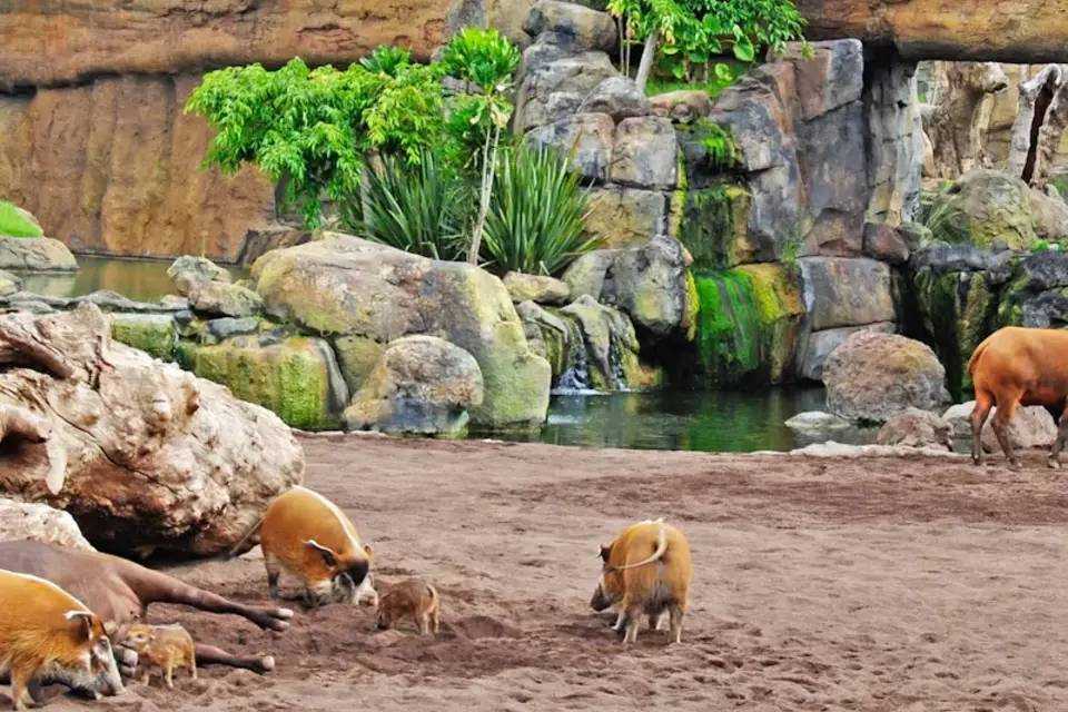 Bioparc Valencia Fast Track Ticket