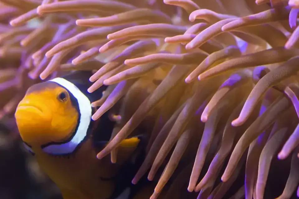 SEALIFE Hannover Entrance Tickets