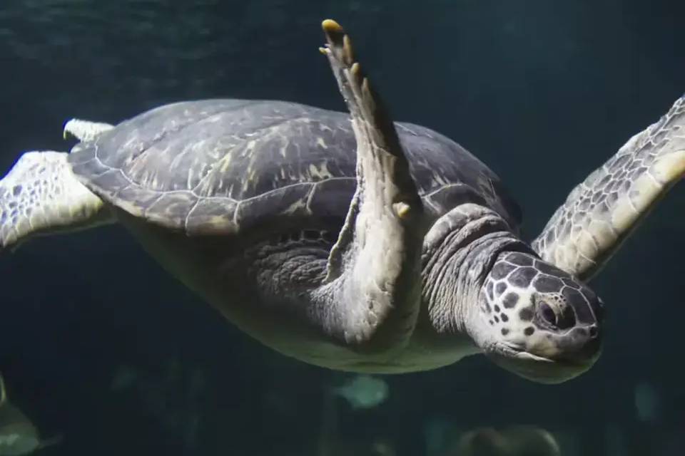 SEALIFE Hannover Entrance Tickets