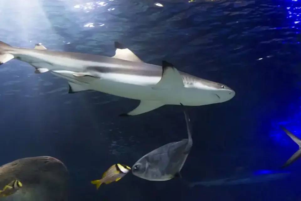 SEALIFE Munich Entrance Tickets