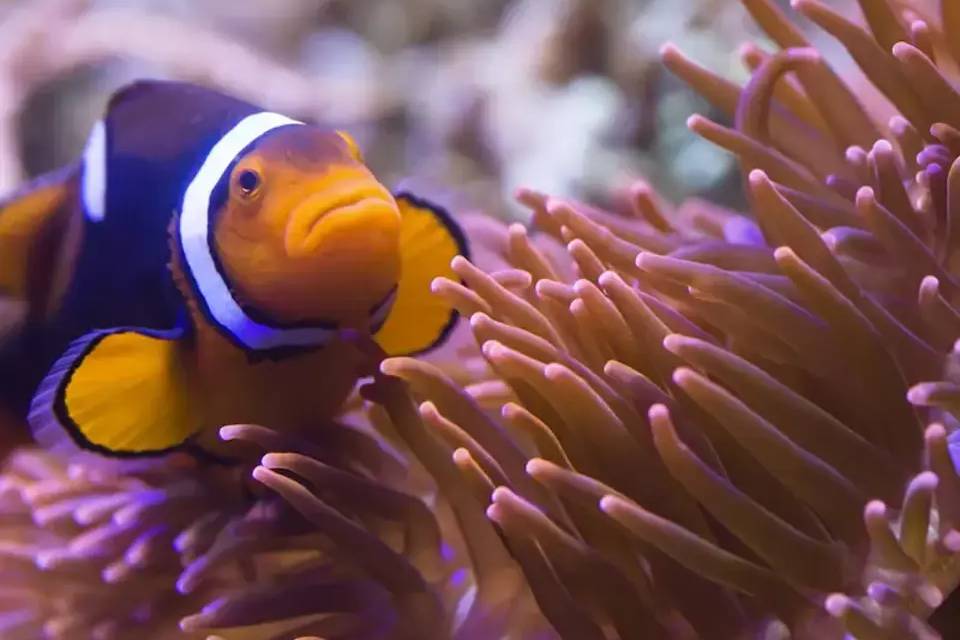 SEALIFE Munich Entrance Tickets