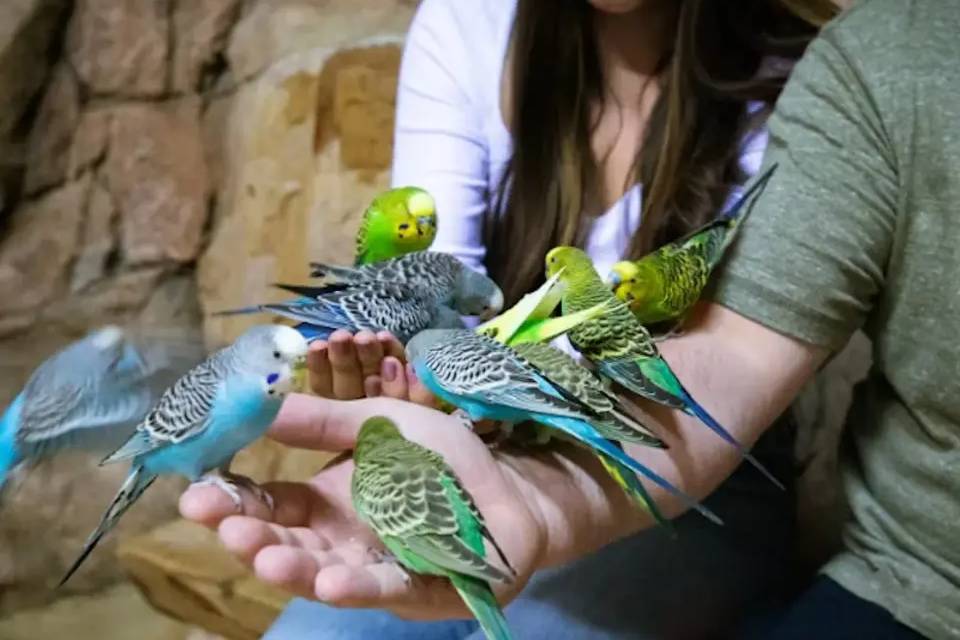 SeaQuest Las Vegas Entry Ticket